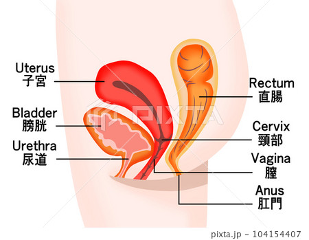 女性の膀胱・子宮・直腸の断面図 104154407