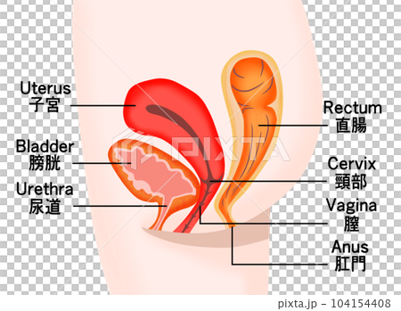 女性の膀胱・子宮・直腸の断面図 女性の膀胱・子宮・直腸の断面図 104154408