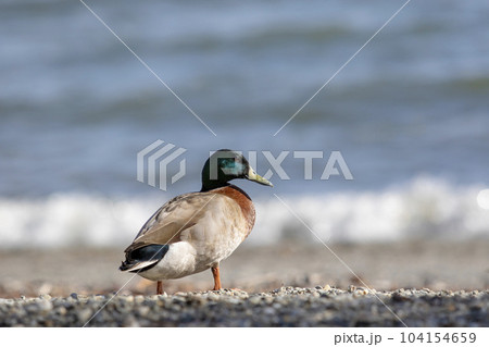 full body of male wild mollard duck in soutland new zealand 104154659