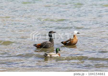 couples of paradise shelduck and male mollard duck floating on shallow water of lake wanaka southland new zealand couples of paradise shelduck and male mollard duck floating on shallow water of lake wanaka southland new zealand 104154661