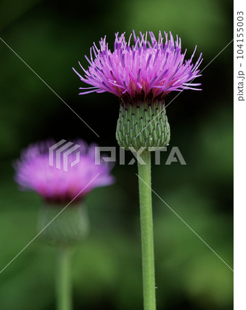 キク科アザミ属ノアザミの頭状花序 104155003