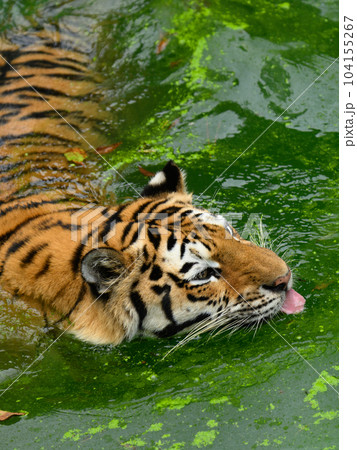 緑色の池で泳ぐアムールトラ(メス) 緑色の池で泳ぐアムールトラ(メス) 104155267