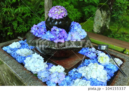【京都府】華観音寺の花手水紫陽花（丹州観音寺） 104155337