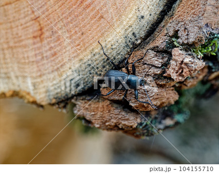 マツの伐採木に止まるゴミムシダマシ科ニホンキマワリ 104155710