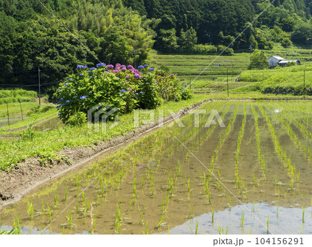 紫陽花が咲く明日香村細川の棚田 104156291