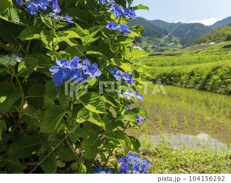紫陽花が咲く明日香村細川の棚田 104156292