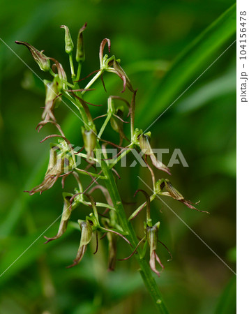 ラン科クモキリソウ属ジガバチソウの開花の写真素材 [104156478] - PIXTA