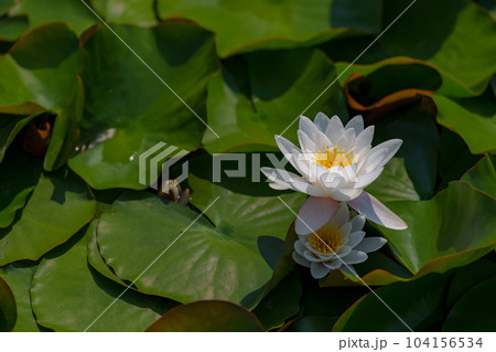 満開のスイレン 104156534