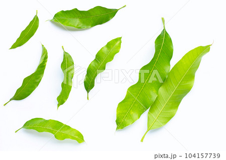 Mango leaves on white background. Top view Mango leaves on white background. Top view 104157739
