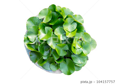 Beautiful water lily. Lotus in lotus plant pot Beautiful water lily. Lotus in lotus plant pot 104157757