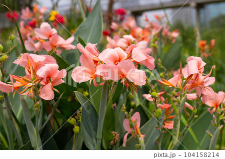 Beautiful canna flower with green leaves in the garden 104158214