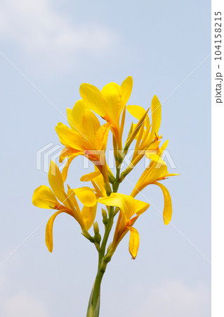 Beautiful canna yellow flower with blue sky 104158215