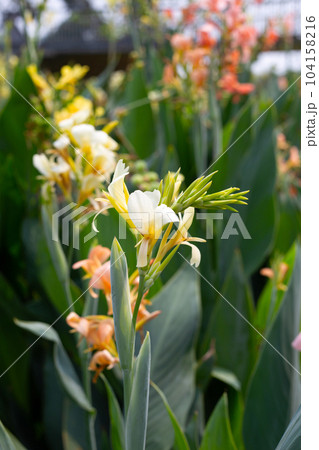 Beautiful canna flower with green leaves in the garden 104158216