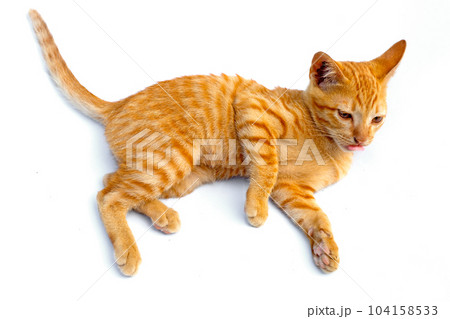 Little orange cat isolated white background. Little orange cat isolated white background. 104158533