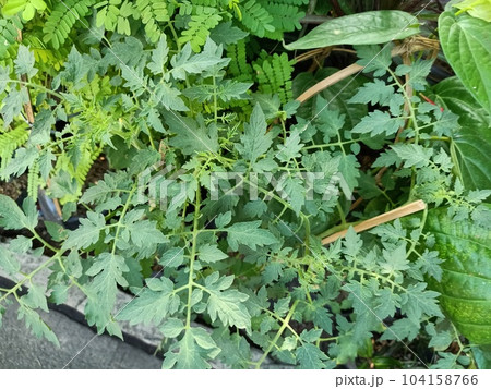Close up of garden tomato plant  104158766