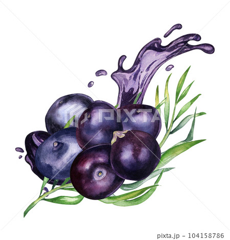 Composition of acai berries and palm leaves watercolor illustration isolated on white background. Exotic amazon small purple berries, juice splash hand drawn. Design element for packaging, label 104158786
