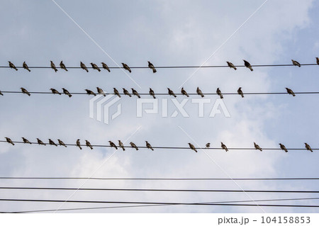 電線にとまる鳥の群れ 電線にとまる鳥の群れ 104158853