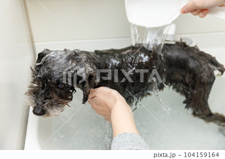 女性に洗われるミニチュアシュナウザー 104159164