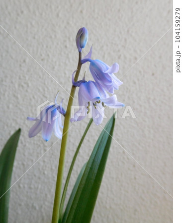 ヒヤシンソイデス 104159279