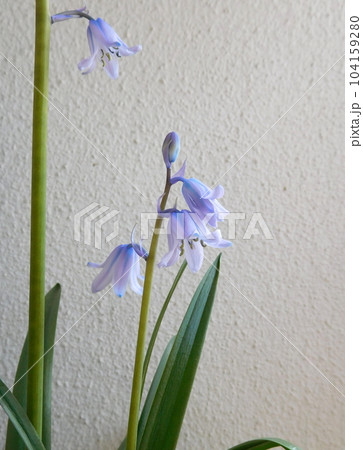 ヒヤシンソイデス 104159280