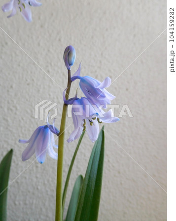 ヒヤシンソイデス 104159282