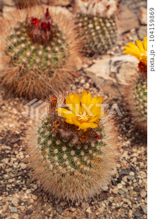 Cactus field in Mexico City. 104159869