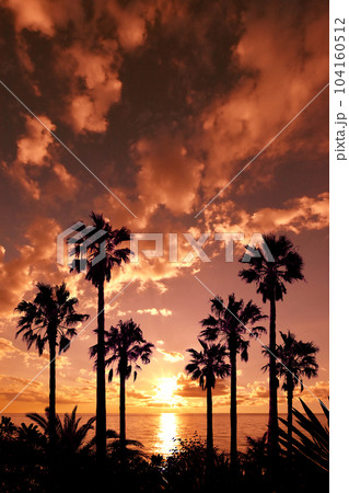 ロマンティックな椰子の風景、オレンジ色のサンセット 104160512