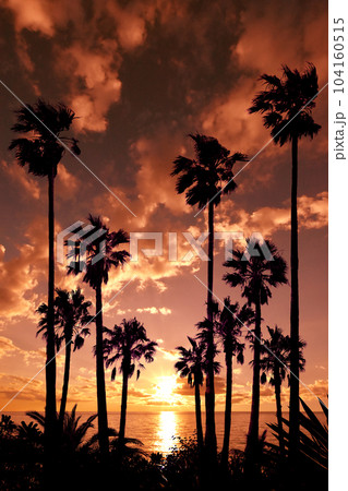 ロマンティックな椰子の風景、オレンジ色のサンセット 104160515