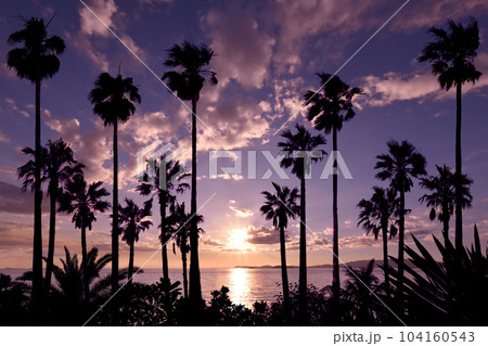 椰子の木が美しい、ピンクゴールドの夕暮れ風景 104160543