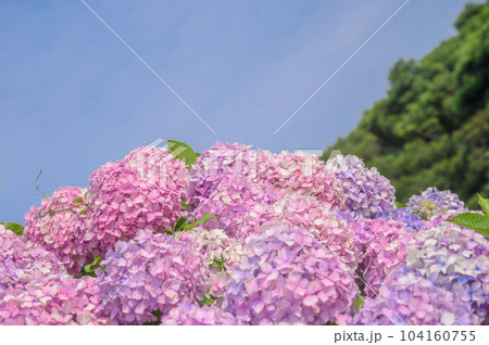 梅雨の晴れ間に咲く満開の紫陽花 梅雨の晴れ間に咲く満開の紫陽花 104160755
