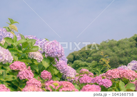 梅雨の晴れ間に咲く満開の紫陽花 104160758