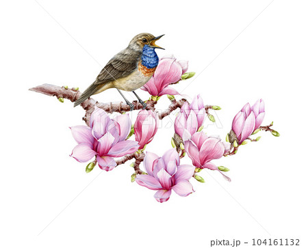Bird singing with magnolia flowers decor. Watercolor illustration. Hand painted singing bluethroat with tender spring flowers. Tiny cute songbird. Singing bluethroat bird with floral decor isolated Bird singing with magnolia flowers decor. Watercolor illustration. Hand painted singing bluethroat with tender spring flowers. Tiny cute songbird. Singing bluethroat bird with floral decor isolated 104161132