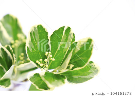 白背景の新緑イメージ 104161278