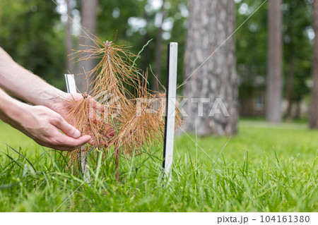 Mans hands touching a small dry seedling of pine tree in the park. Arid climate and problems of ecology. Mans hands touching a small dry seedling of pine tree in the park. Arid climate and problems of ecology. 104161380
