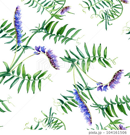 Seamless pattern with wild plant vetch. Watercolor illustration isolated on white for wrapping, fabric, textile 104161506