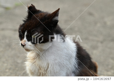 年老いた精悍な面持ちの三毛猫 年老いた精悍な面持ちの三毛猫 104161697