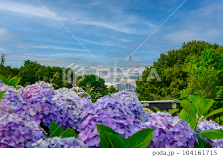 梅雨の晴れ間に咲く満開の紫陽花 104161715