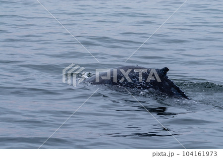 Whale surfacing in Walvis Bay Whale surfacing in Walvis Bay 104161973
