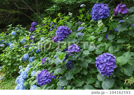 あじさい　神宮徴古館 104162593