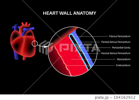 Heart wall anatomy 104162912