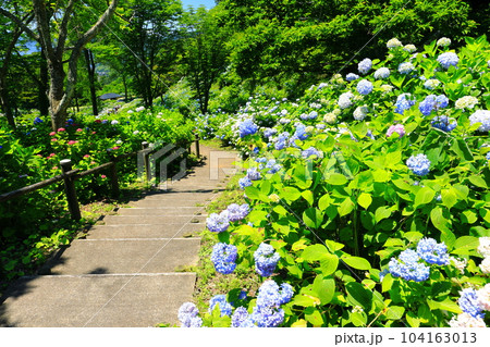 【京都府】紫陽花が満開の舞鶴自然文化園 【京都府】紫陽花が満開の舞鶴自然文化園 104163013