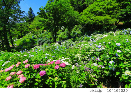 【京都府】紫陽花が満開の舞鶴自然文化園 【京都府】紫陽花が満開の舞鶴自然文化園 104163029
