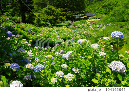 【京都府】紫陽花が満開の舞鶴自然文化園 【京都府】紫陽花が満開の舞鶴自然文化園 104163045