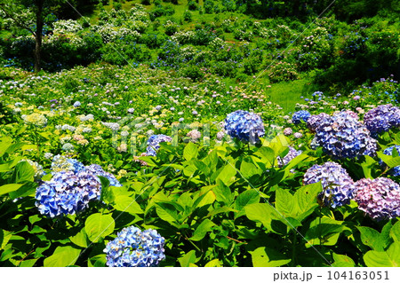 【京都府】紫陽花が満開の舞鶴自然文化園 【京都府】紫陽花が満開の舞鶴自然文化園 104163051