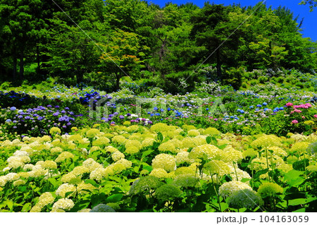 【京都府】紫陽花が満開の舞鶴自然文化園 【京都府】紫陽花が満開の舞鶴自然文化園 104163059