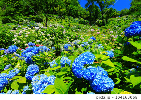 【京都府】紫陽花が満開の舞鶴自然文化園 104163068