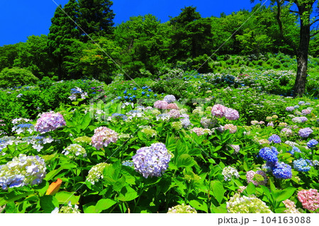 【京都府】紫陽花が満開の舞鶴自然文化園 【京都府】紫陽花が満開の舞鶴自然文化園 104163088