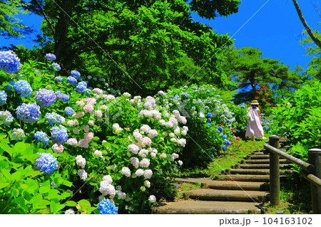 【京都府】紫陽花が満開の舞鶴自然文化園 104163102