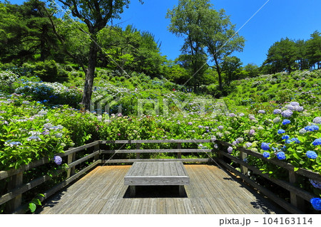 【京都府】紫陽花が満開の舞鶴自然文化園 【京都府】紫陽花が満開の舞鶴自然文化園 104163114