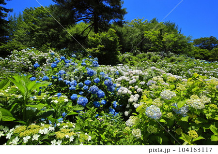 【京都府】紫陽花が満開の舞鶴自然文化園 【京都府】紫陽花が満開の舞鶴自然文化園 104163117